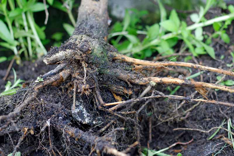 Rotted Feeder Roots